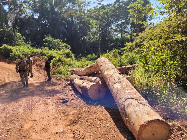 A madeira irregular encontrada nas madeireiras fiscalizadas foi apreendida e doada pelo IBAMA - Foto: PF